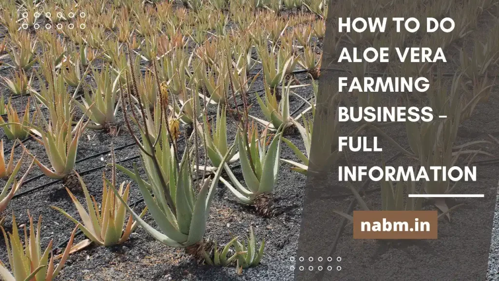How to do Aloe Vera Farming Business - Full Information
