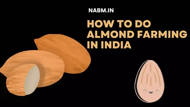Almond farming 2023 |How To Do Almond Farming In India
