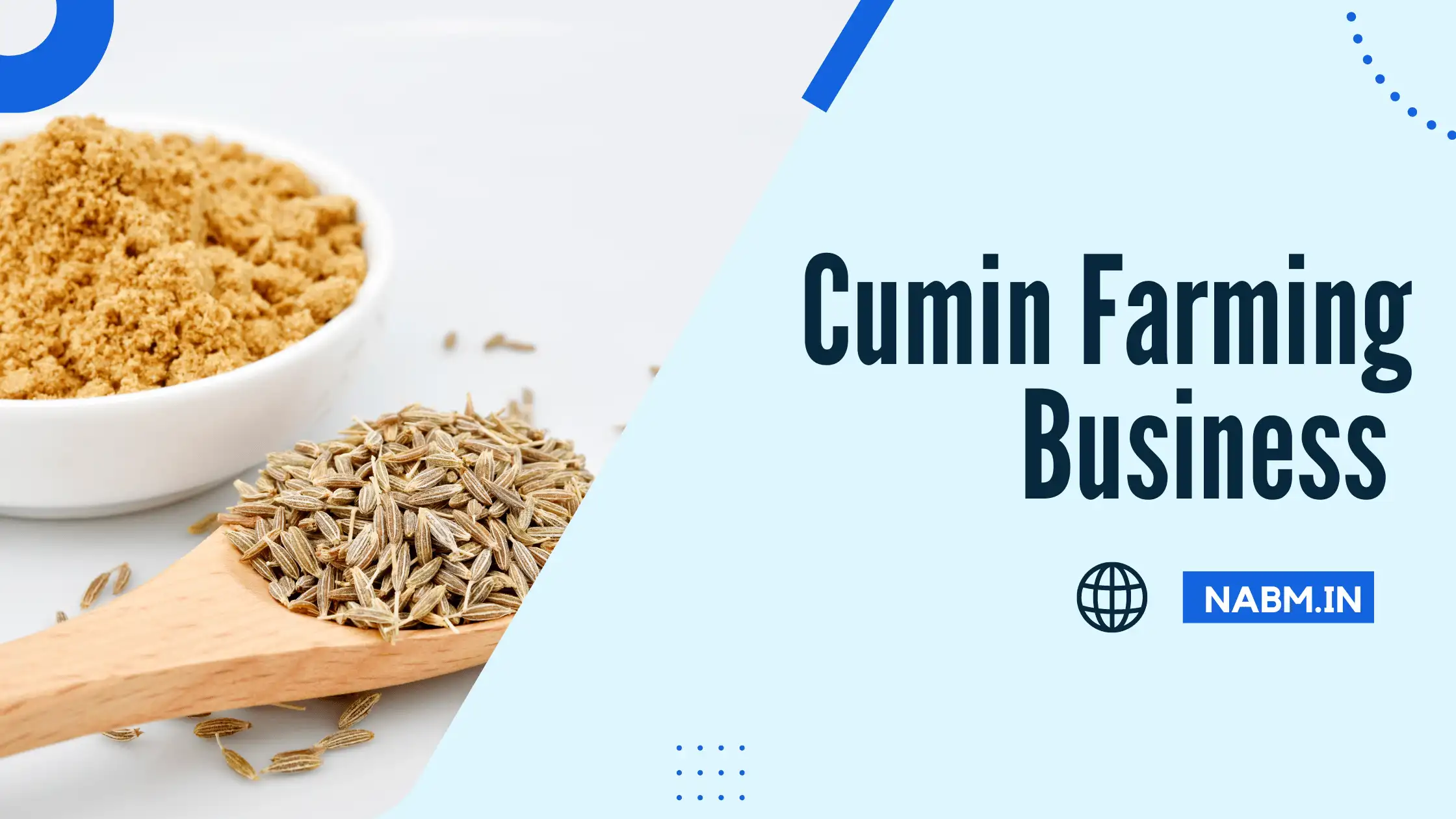 Cumin Farming Business - How to start cumin farming.