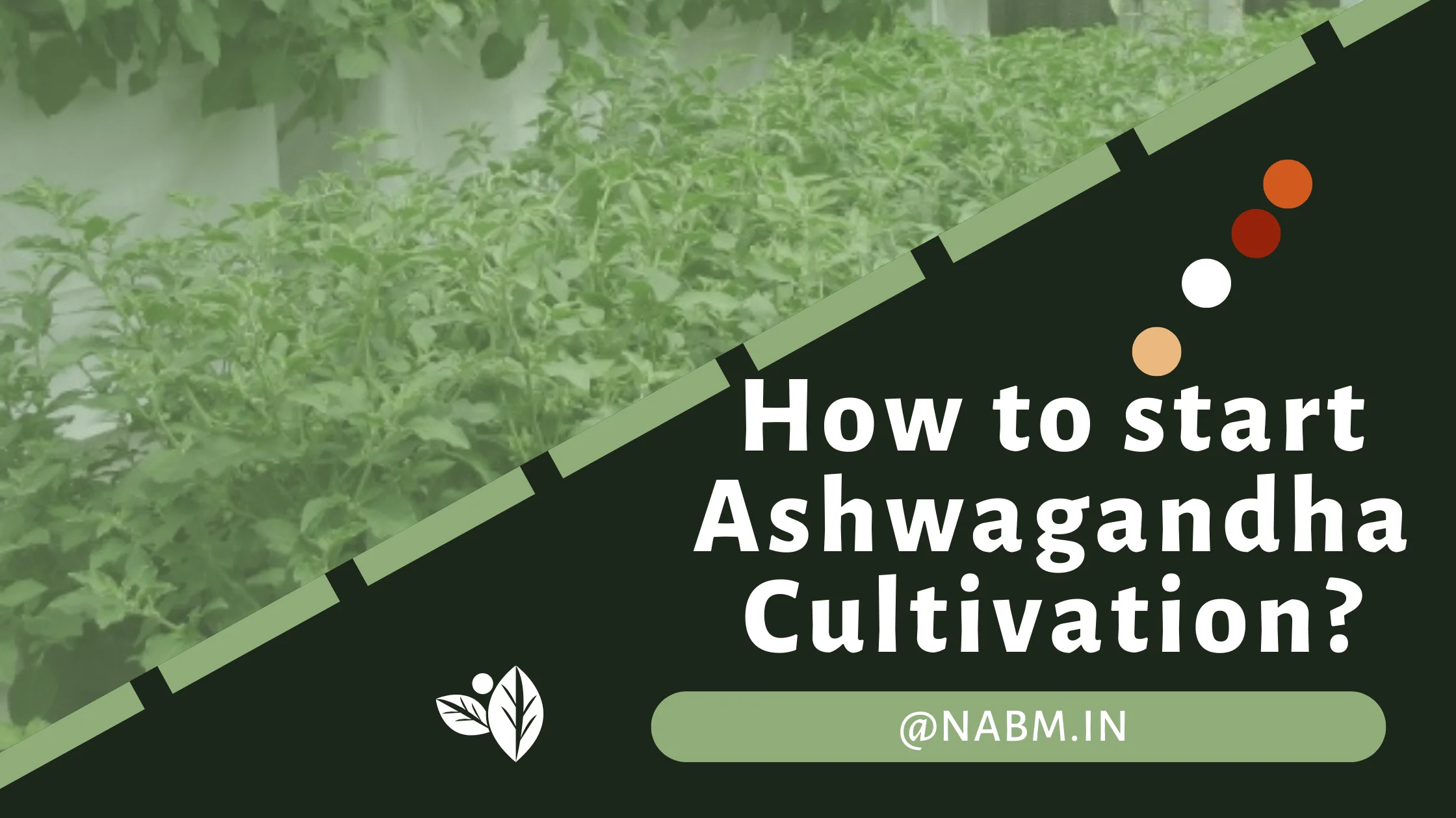 How to start Ashwagandha Cultivation?